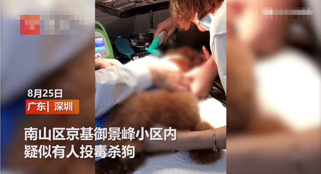 火腿肠|蹊跷！深圳小区宠物狗接连死去，疑似被投毒？警方介入
