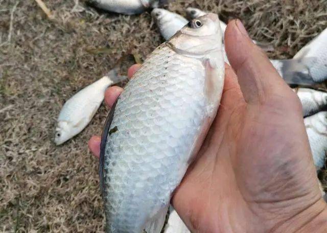 鱼多少天换水合适 56888010c7bc46d7850042cb621b96a8.jpeg