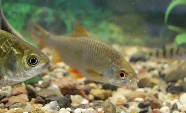 新手|灵活掌握后，就算新手渔获也会有大不同钓鱼其实就这2个技巧