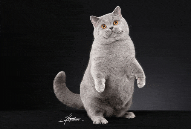 【高萌预警】乌兰察布首届ice名猫展 