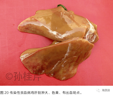 20,肉鸡腹水