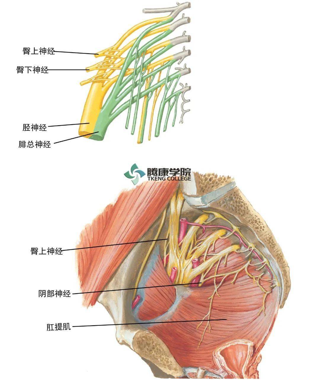 腰骶丛神经病变