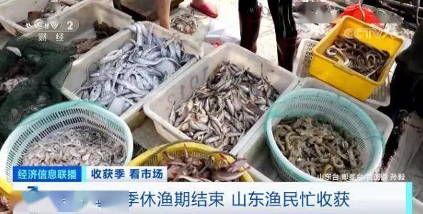 上市|开捕！384艘渔船开工！这里的鱼虾一上市就被抢购一空！价格却涨了三成，因为…