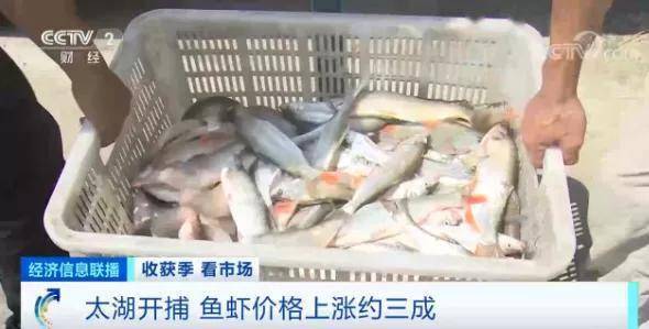 上市|开捕！384艘渔船开工！这里的鱼虾一上市就被抢购一空！价格却涨了三成，因为…