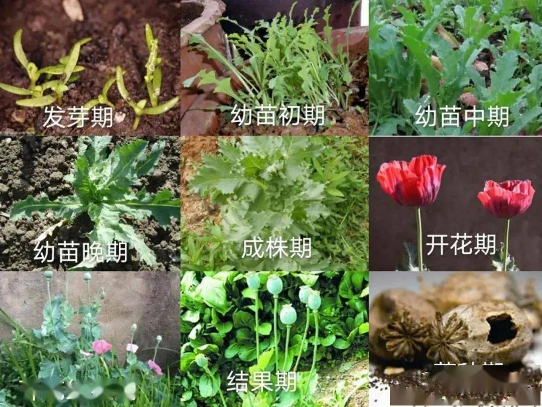 禁毒行动 | 如何分辨罂粟——罂粟苗的识别_种植