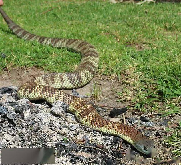 世界第五大毒蛇从澳洲草丛冒出!厕所水箱里盘着4条大蛇!
