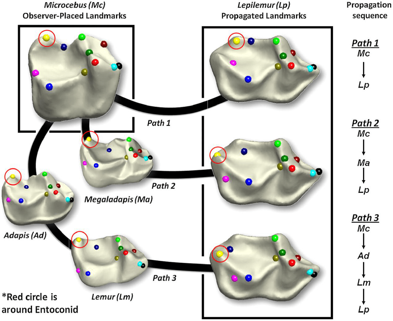 职业|我为什么反对把大学办成职业技校，或只培养学者的象牙塔