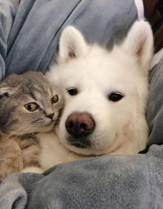 如何挑选幼猫性格 b5b0a18dc90d4660ab4862d83ceb1832.jpeg