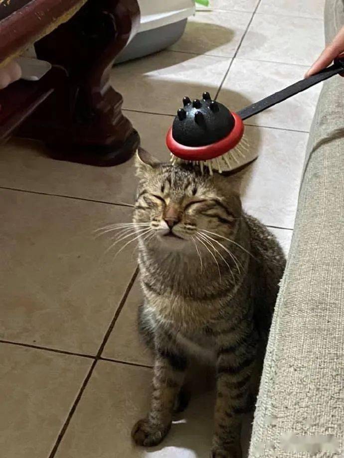 为什么有人喜欢撸猫 31093d8211a648ae9eccf1b4b1a5740d.jpeg