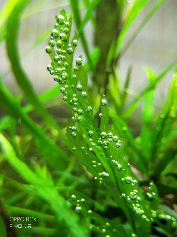 水草养得好的话,叶片在光合作用下会出现很多气泡,有时候气泡浮上去能