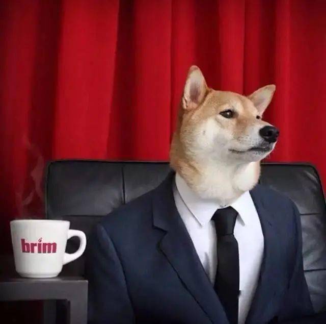 时尚|家住纽约、年仅四岁、年入百万？！？柴犬Bodhi实乃狗中富贵花