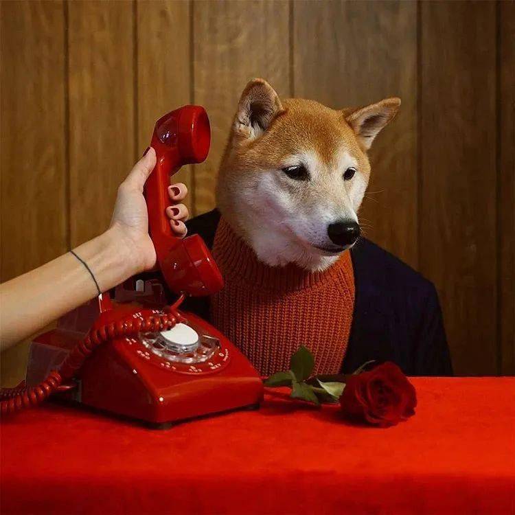 时尚|家住纽约、年仅四岁、年入百万？！？柴犬Bodhi实乃狗中富贵花