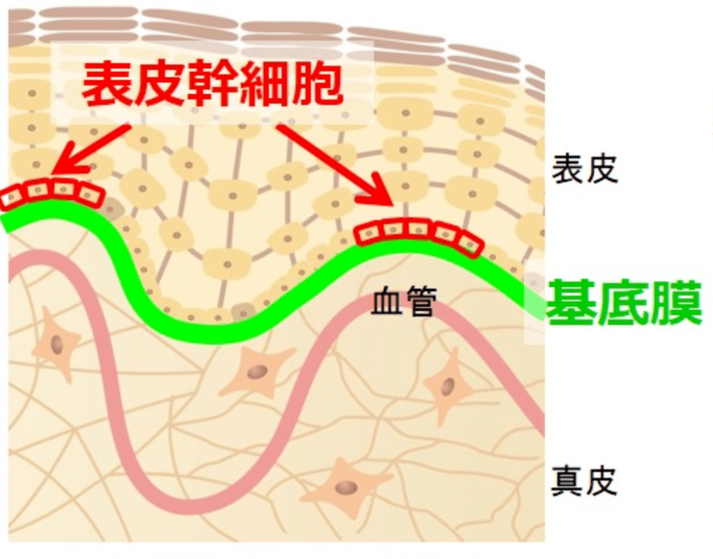 让皮肤抗老也抗造的全能精华,就服它