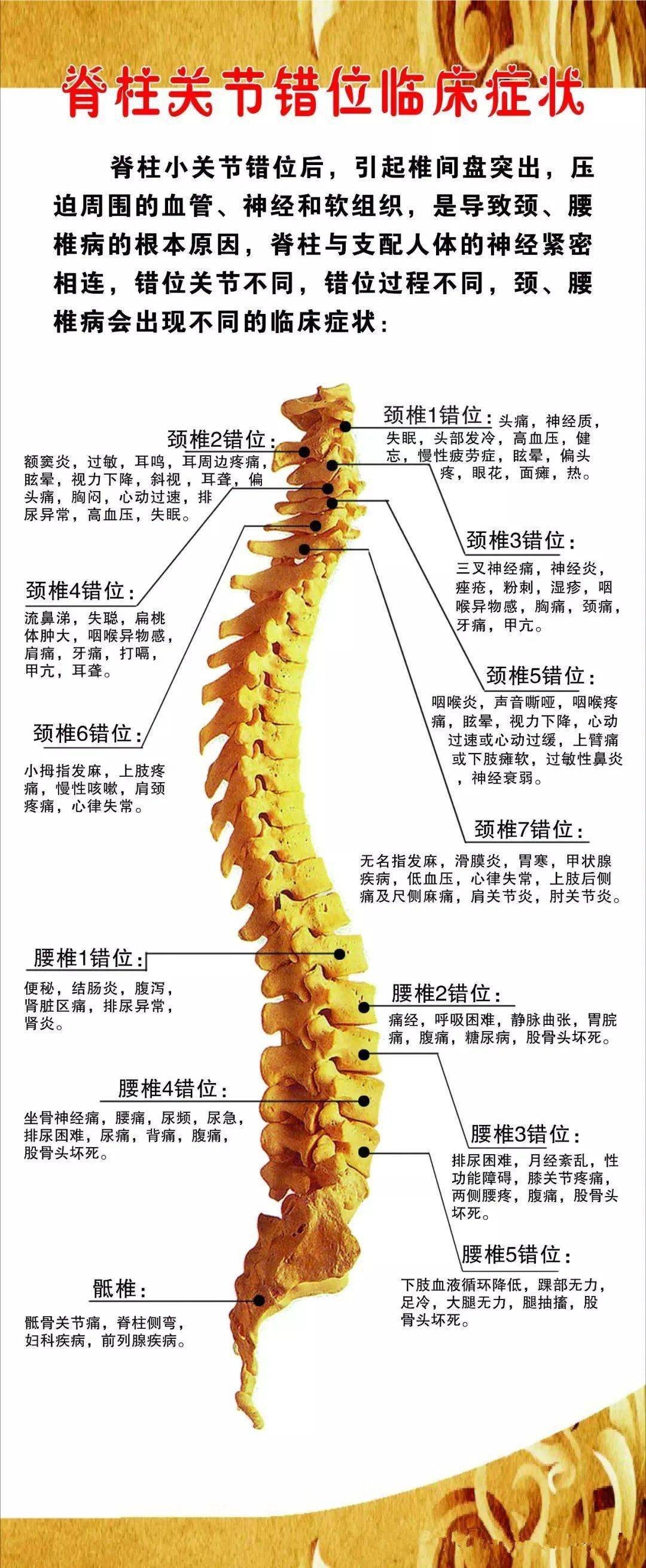 图6 颈椎（上面观）-人体解剖组织学-医学