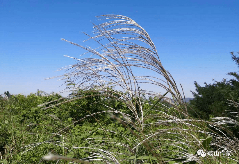 张小娟:村庄的月亮