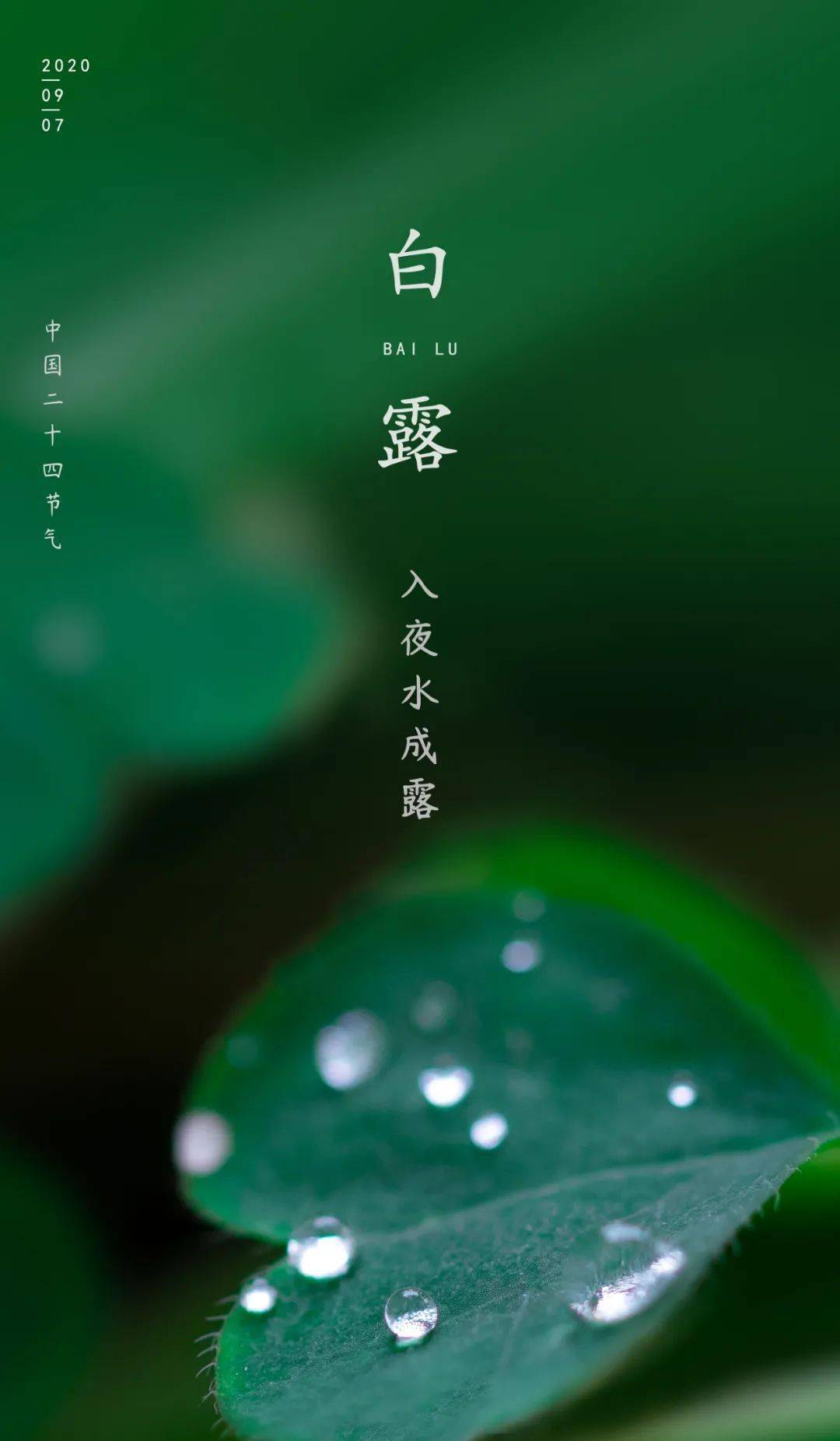 白露| 饮一杯诗意的仲秋茶