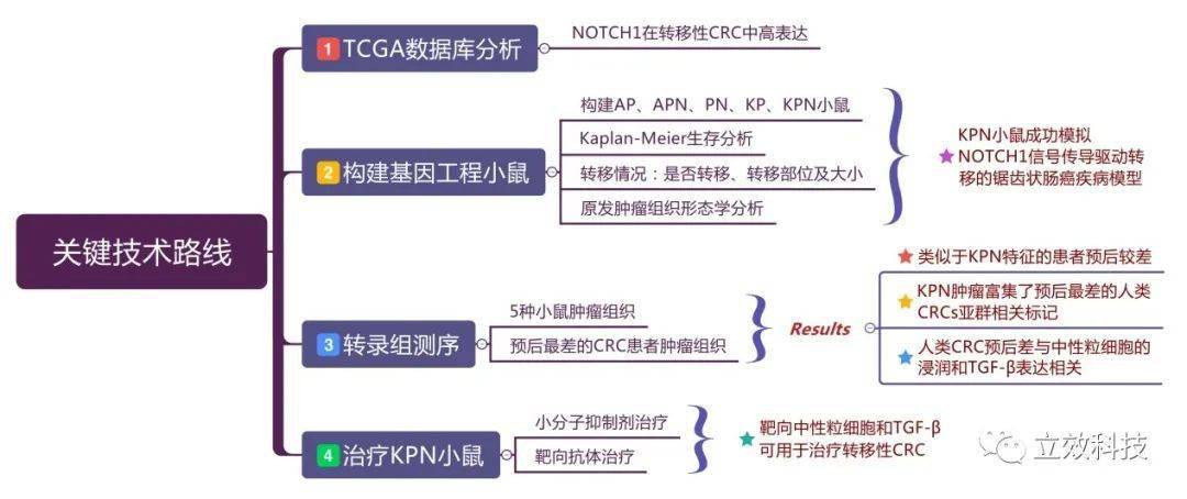 cancer cell | 转移性结直肠癌为何难治?问题或出在notch信号身上