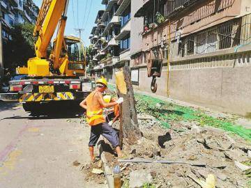 保护|百年桂花巷,街坊为何留不住他们的桂花树?