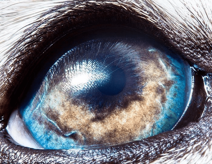 微距下的动物瞳孔|引爆眼睛"小宇宙"