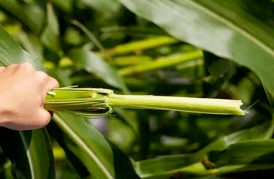 崇明|有一样自然赐予的好物超好吃~崇明这个农庄