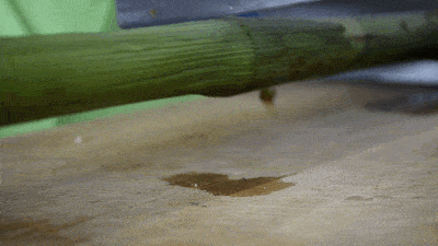 崇明|有一样自然赐予的好物超好吃~崇明这个农庄