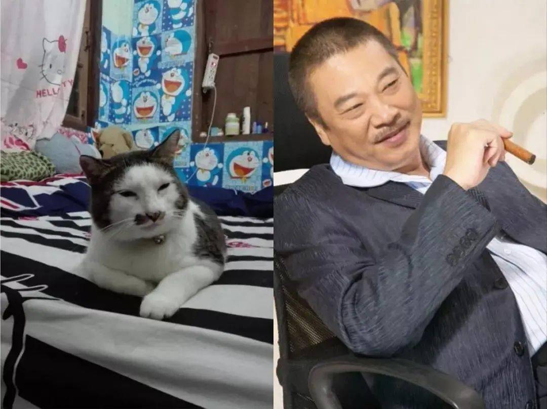 太君苏大强捶地大哭这件事,猫也可以!郭德纲气质这一块拿捏的死死的!