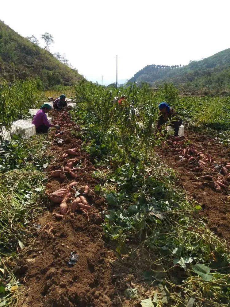 喝山泉水长大的山地蜜薯成熟了西车厢农民乐开了花