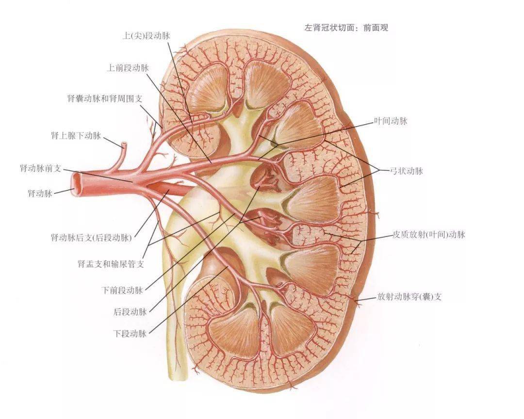 肾脏解剖思维导图 人的每个肾中约有10^6个  肾单位(nephron),它是尿