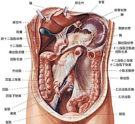标准表|2020女性体重标准表曝光,病态审美有多可怕!