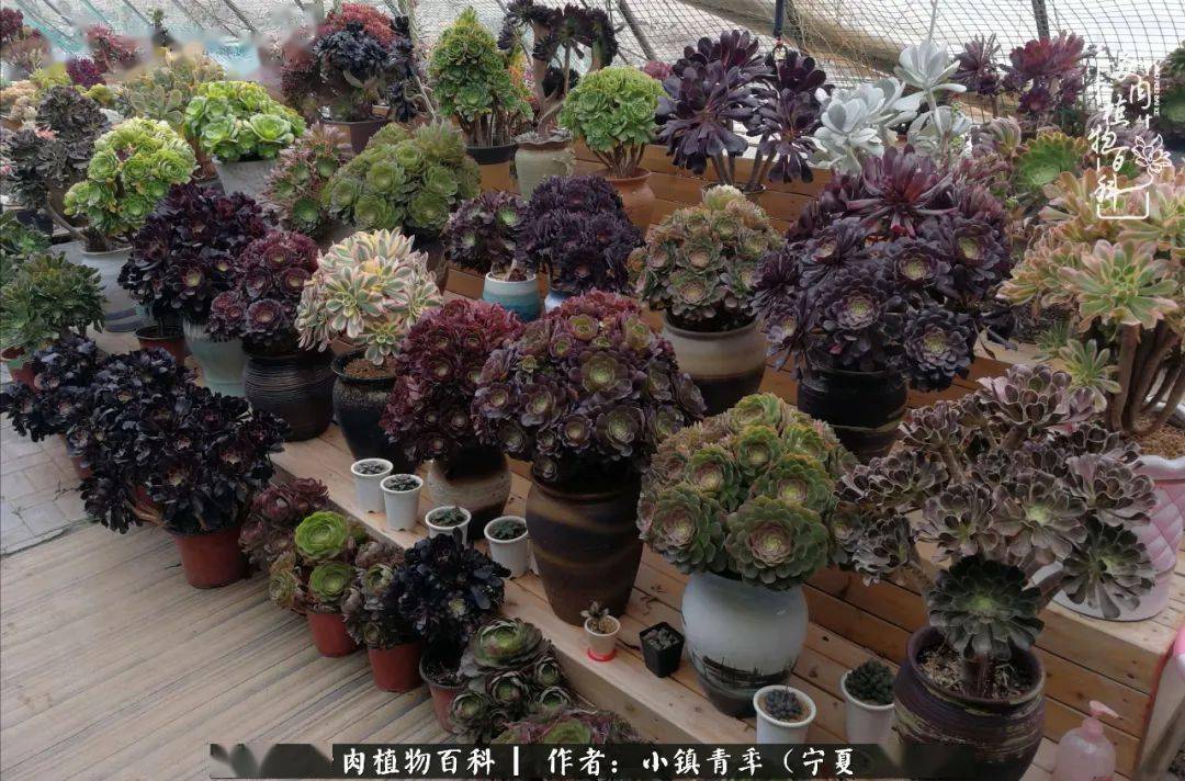 陈酿了四年的欧紫朵朵缀