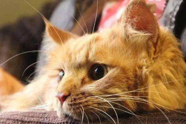 猫咪怎么才会有狂犬病 587b0473c4a2464db73e9cbf10e474ea.jpeg