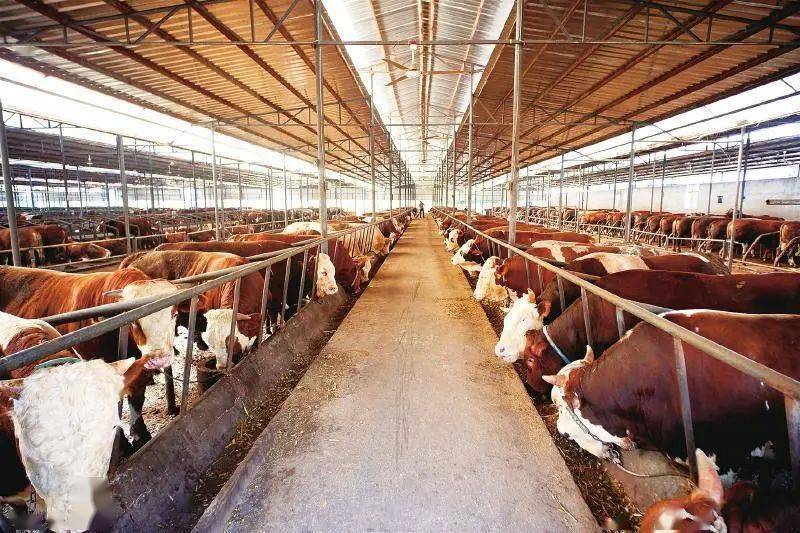 清山汉子家庭农场联合体养牛基地千头肉牛相互比肥.罗   摄