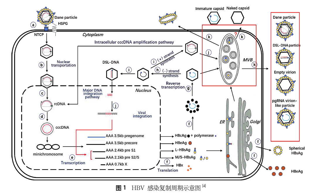 综述宓余强新型hbv血清学标志物的潜在临床价值