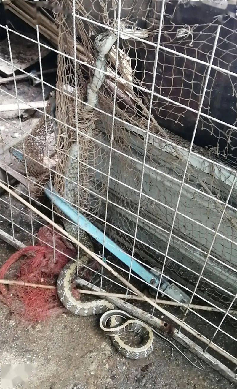 蛇是怎么爬到二楼窗户的 2fac827bd80f476cbb66697ff0cc6788.jpeg