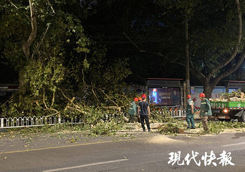 大树|南京升州路一大树突然倒下，一辆轿车被砸