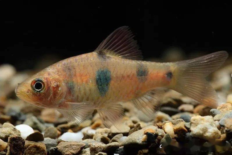 巴塔胡鲶 clarias batu▽头孔塘鳢 ophiocara porocephala▽长身拟平