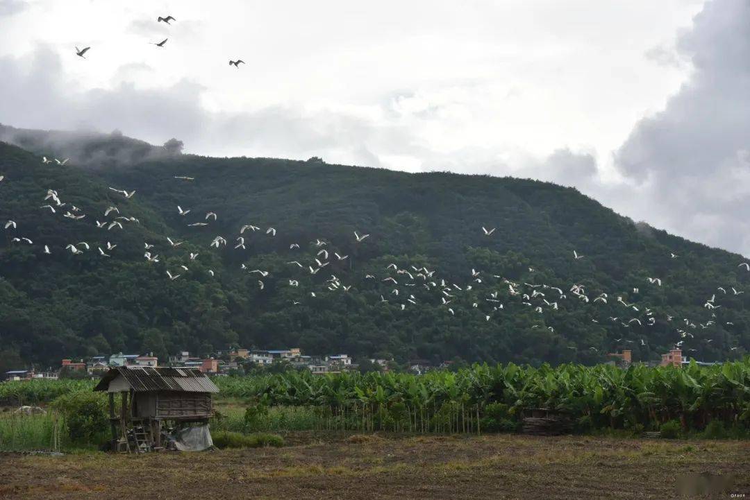 白鹭亭前白鹭飞 山如屏障水如围丨金平县勐拉镇成为白鹭迁徙路上的"