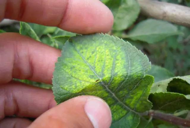 深入了解植物营养——锌元素