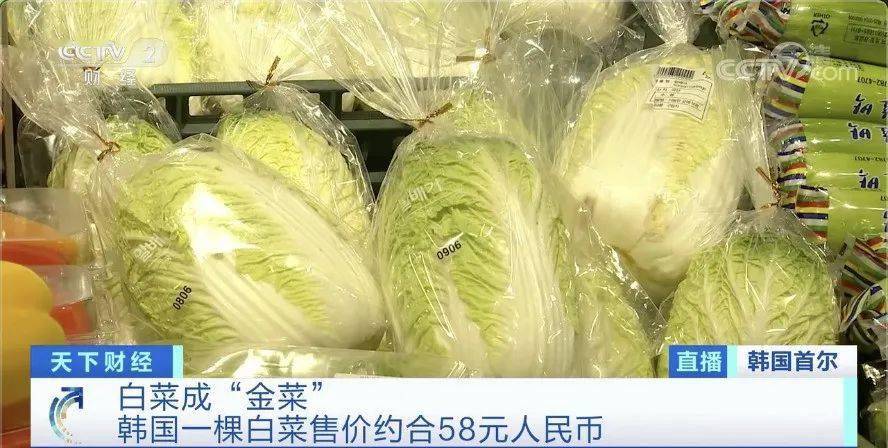 白菜|韩国两伙盗贼在同一块地里偷菜 咋回事儿？