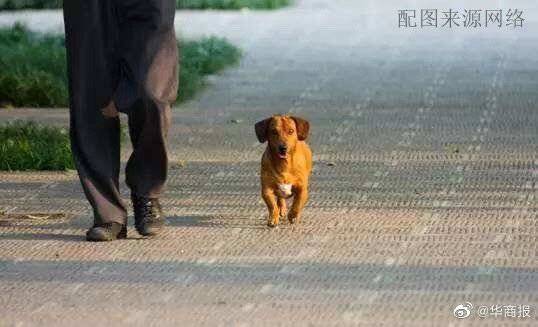 文明|西安警方开出首张遛狗不拴绳罚单