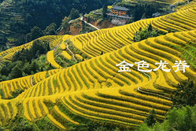 治愈心灵,一生中一定要去一次的一个地方～龙脊梯田!