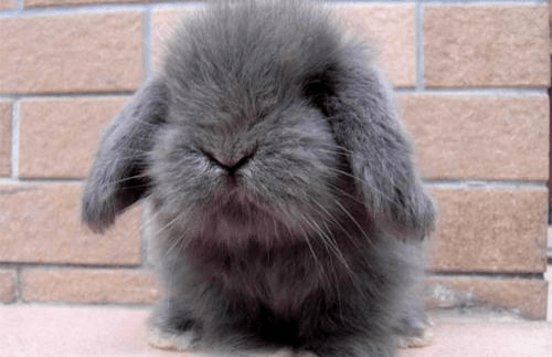 兔子寿命一般在多少年左右 0432c172e6ec4cdea6e660c7edcc2146.png