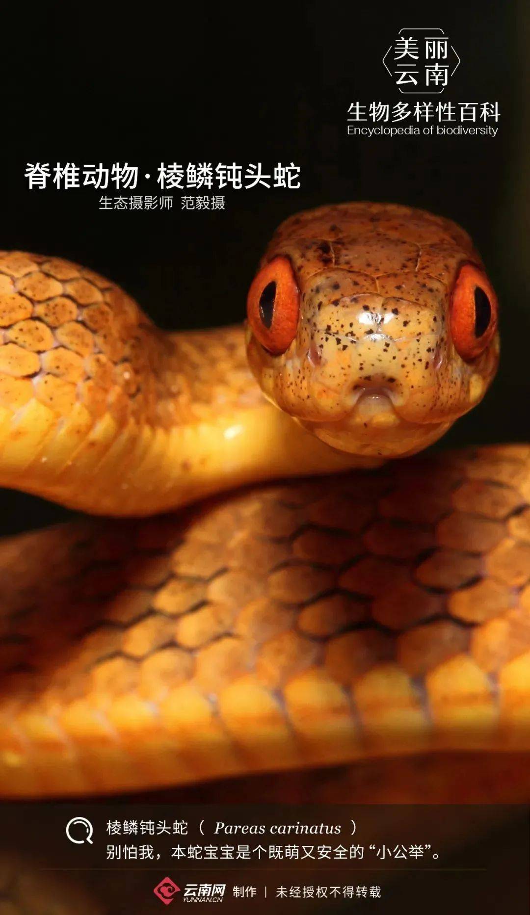 蛇是有脊椎的动物吗 2b0b6e537bb04cada10a0d0c959dbf24.jpeg