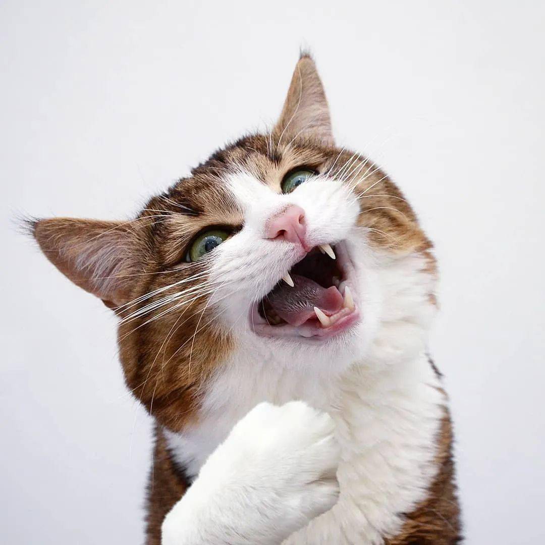网红大脸猫的沙雕表情包,圈粉无数,啊啊啊啊啊啊可爱死了