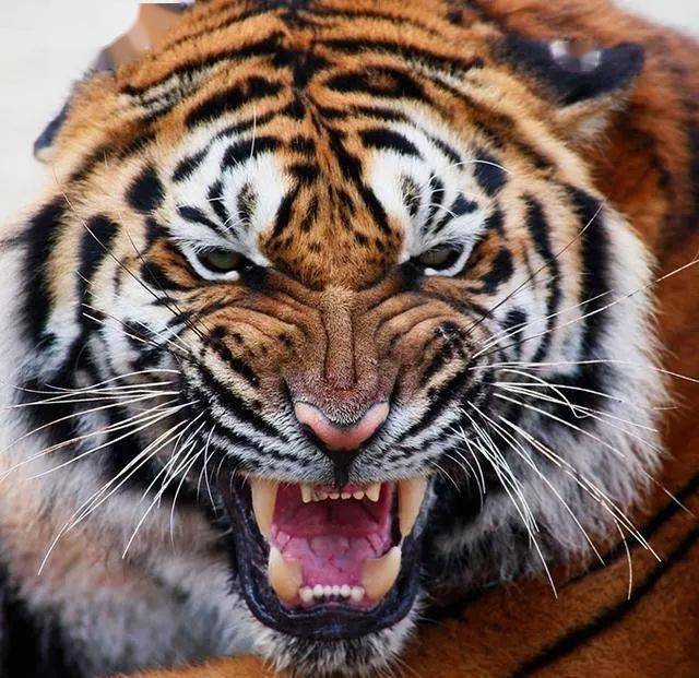 盘点十大最凶猛肉食动物，第一名当之无愧！