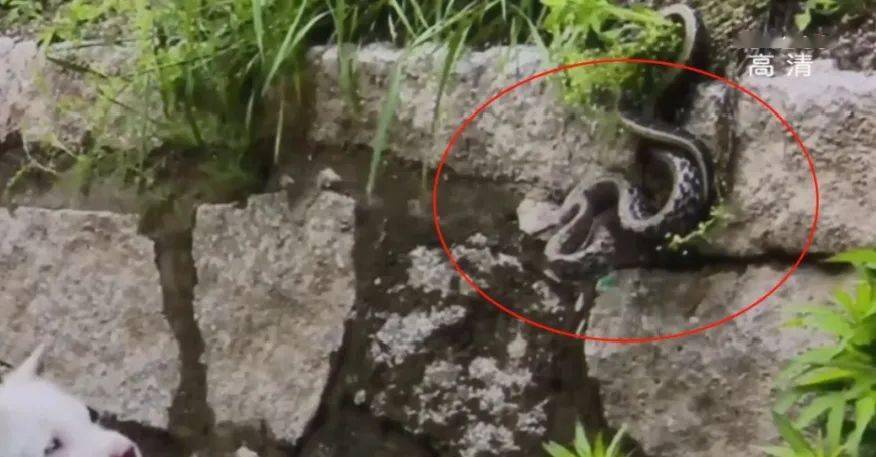 蛇是什么时间段出没的 e8d746a7af954b38be1815557bf5c8ab.jpeg