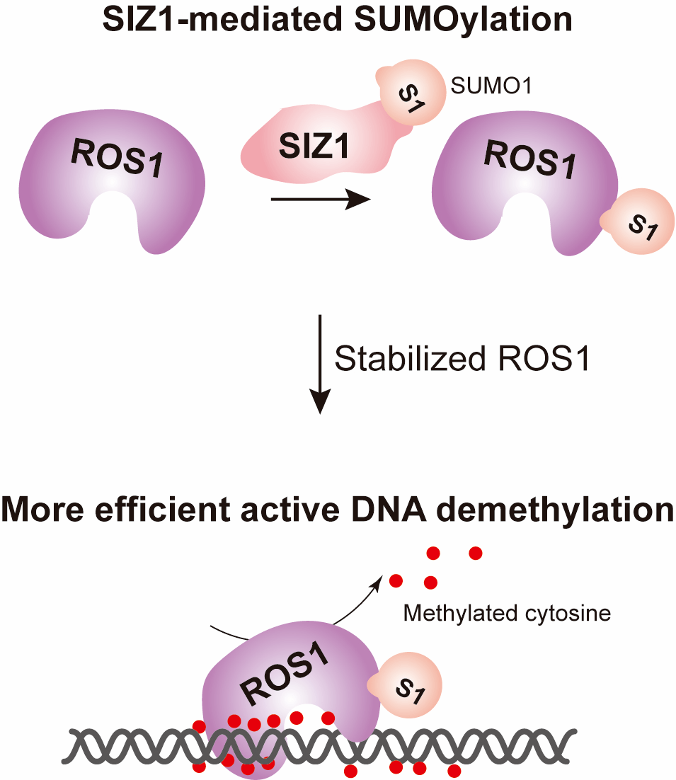 朱健康组揭示siz1介导ros1的类泛素化修饰参与dna主