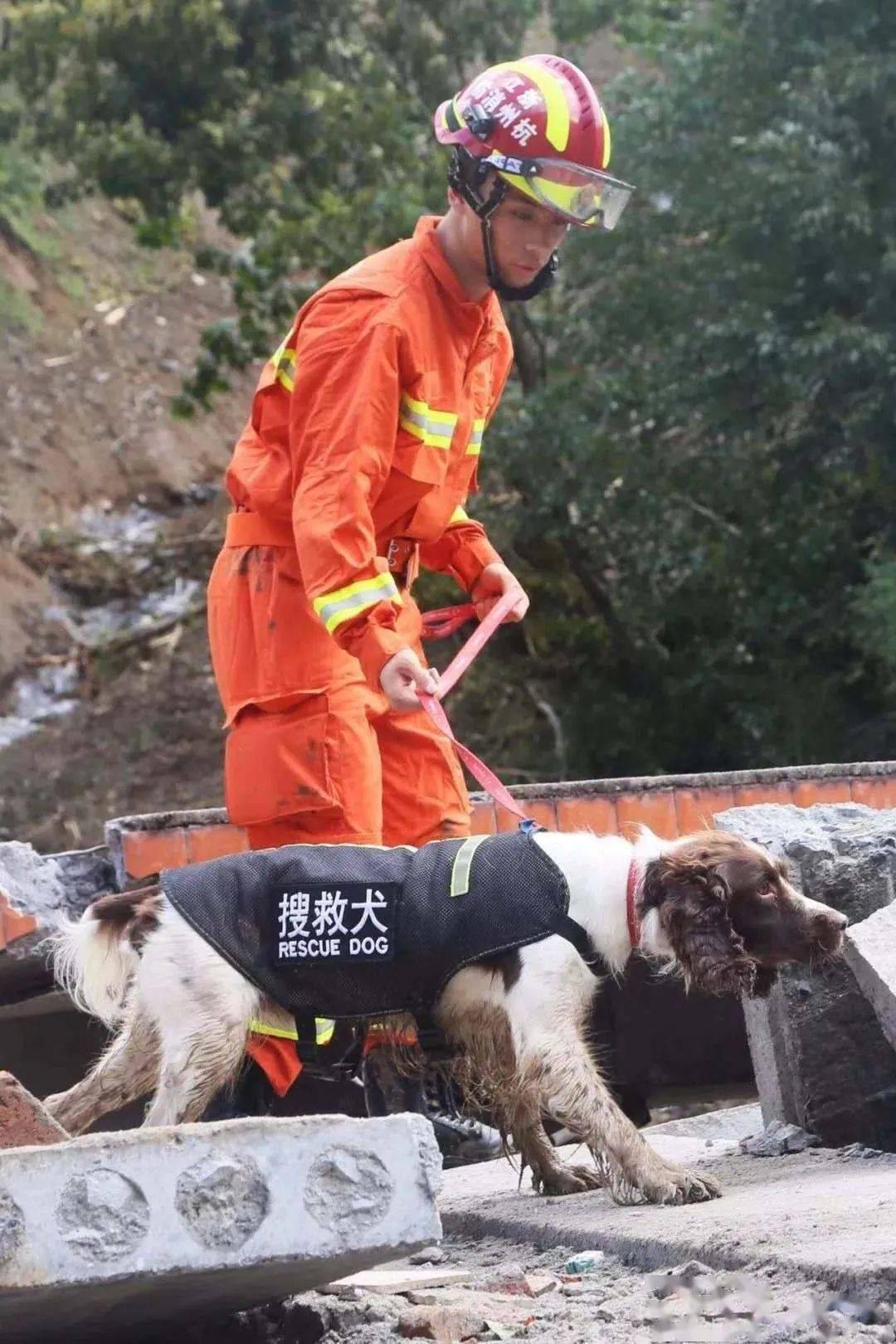 如何與狗相處 搜救犬幫孩子上一課 | 社團法人中華民國保護動物協會