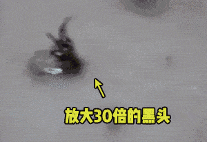 脏东西|洗澡用它一搓，皮肤白了，藏着的脏东西全跑出来了！