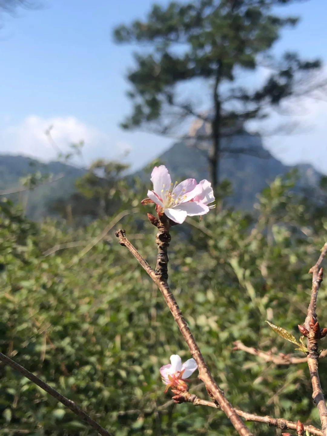 罕见|九月蒙山千米之上惊现山樱桃花,有图有真相,速来